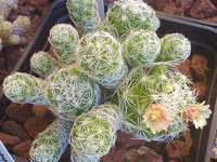 Mammillaria gracilis